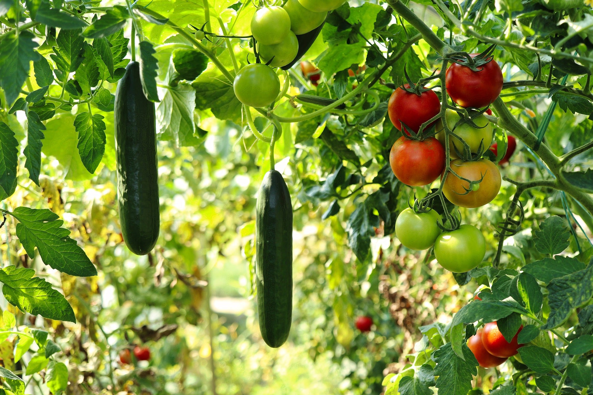 Prêt à Pousser ❃ Modulo, Votre Potager d'intérieur évolutif ❃ (Inclus  capsules : Basilic Grand Vert, Menthe Marocaine, Ciboulette, Mini Tomates)  : : Jardin