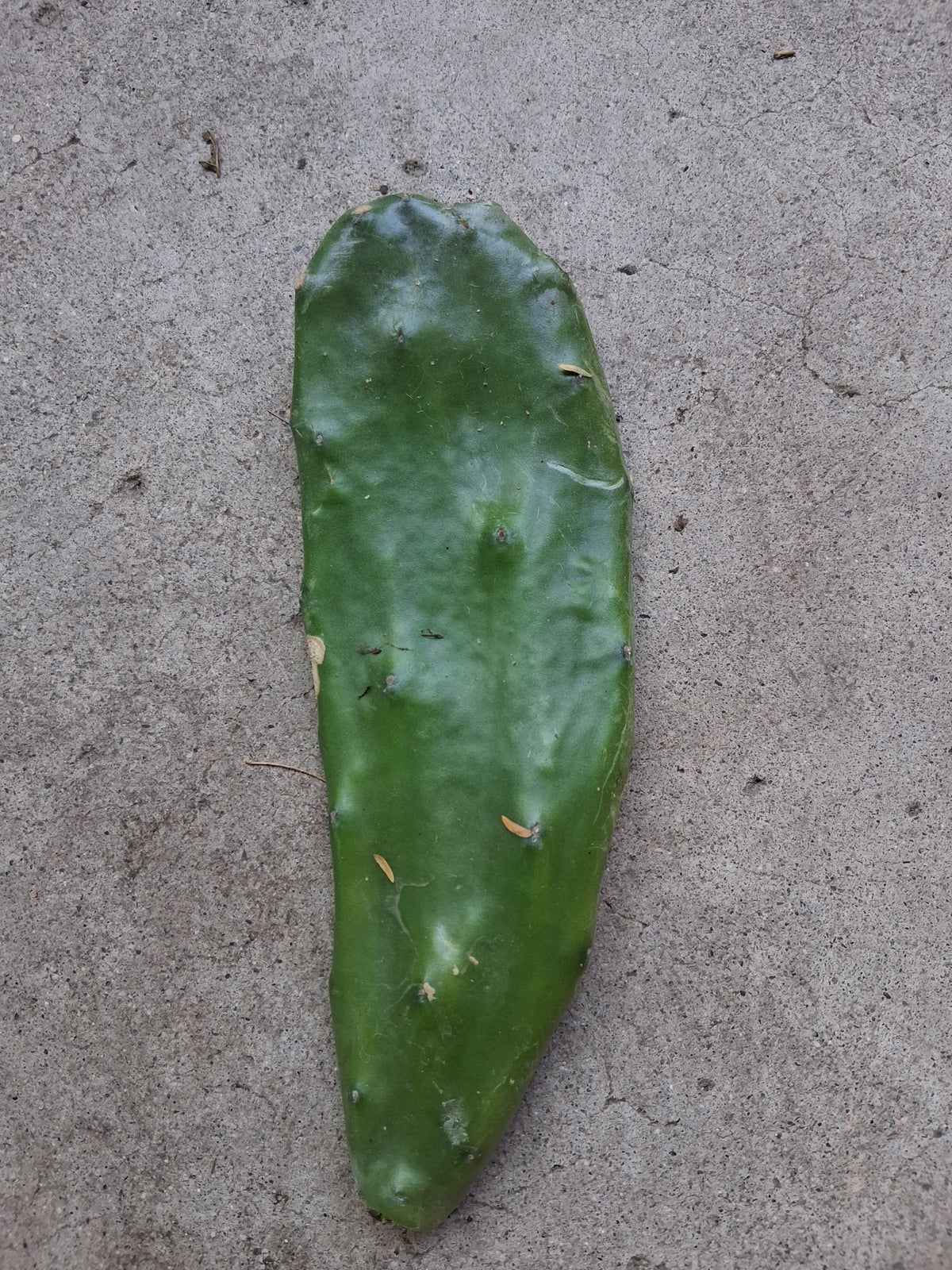 Opuntia Cactus Very prolific for ( Non Acidic Nopales) Pad (cutting)
