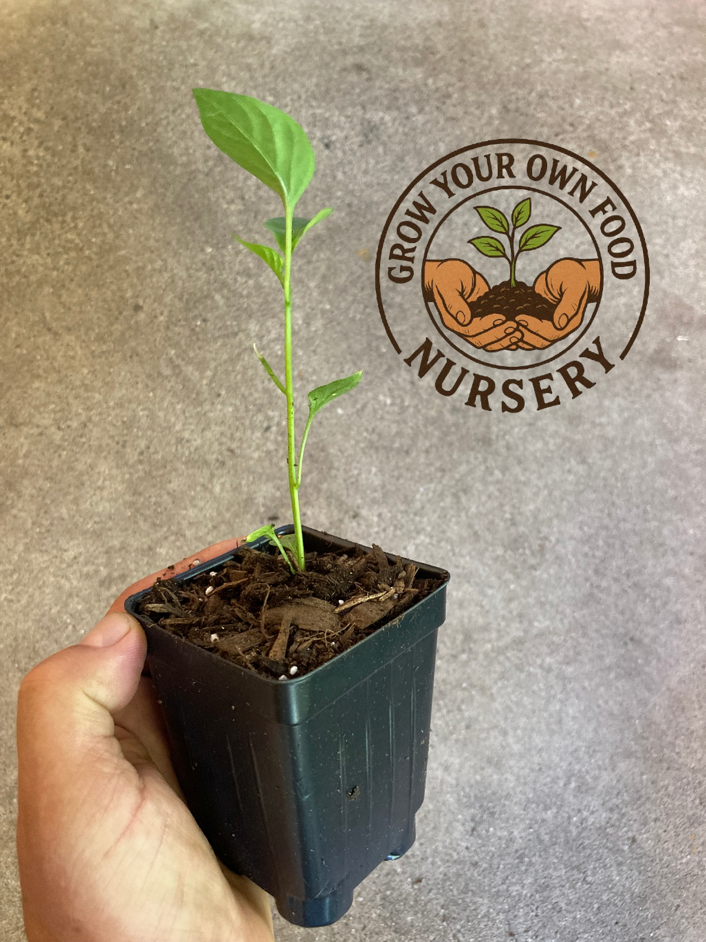 Planta viva de pimiento picante de tamaño mediano en maceta de 3.5"