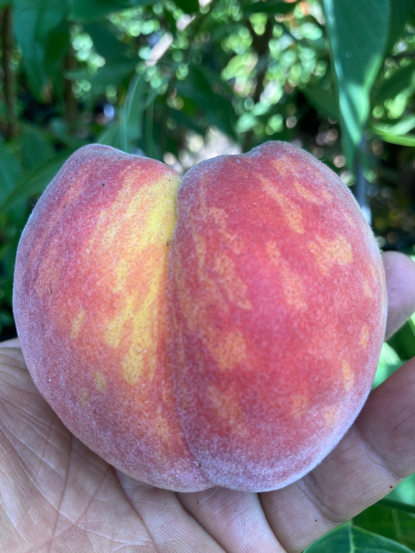 3 Low Chill Flordaprince Early Fruiting Peach Scions Scionwood