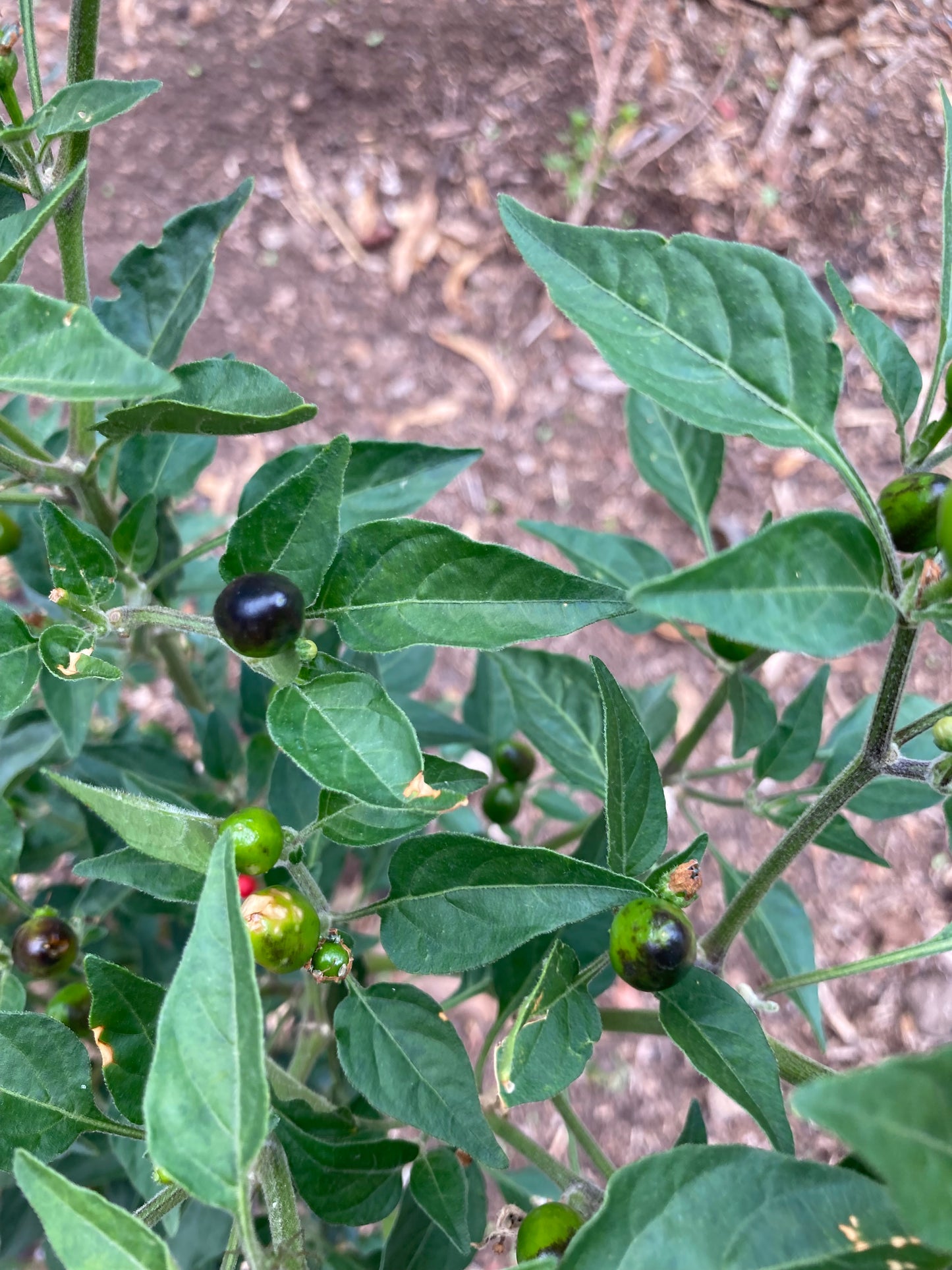 Chiltepin, (chile tepin) Chile Bolita Hot Pepper Non GMO Rare Live Starter Plant