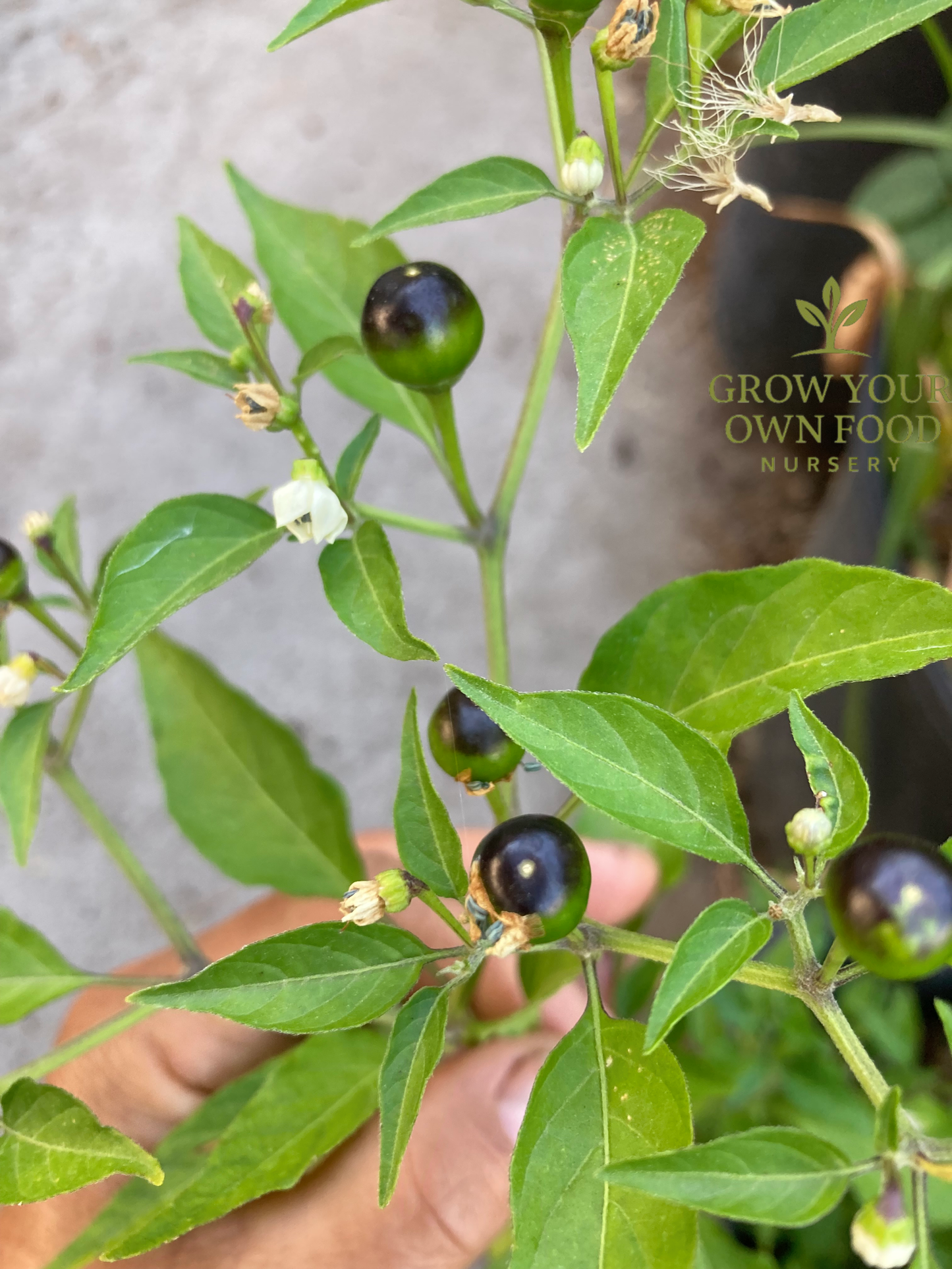 Open Pollinated Chiltepin (chile tepin) Heriloom Hot Pepper Non GMO 50 Seeds