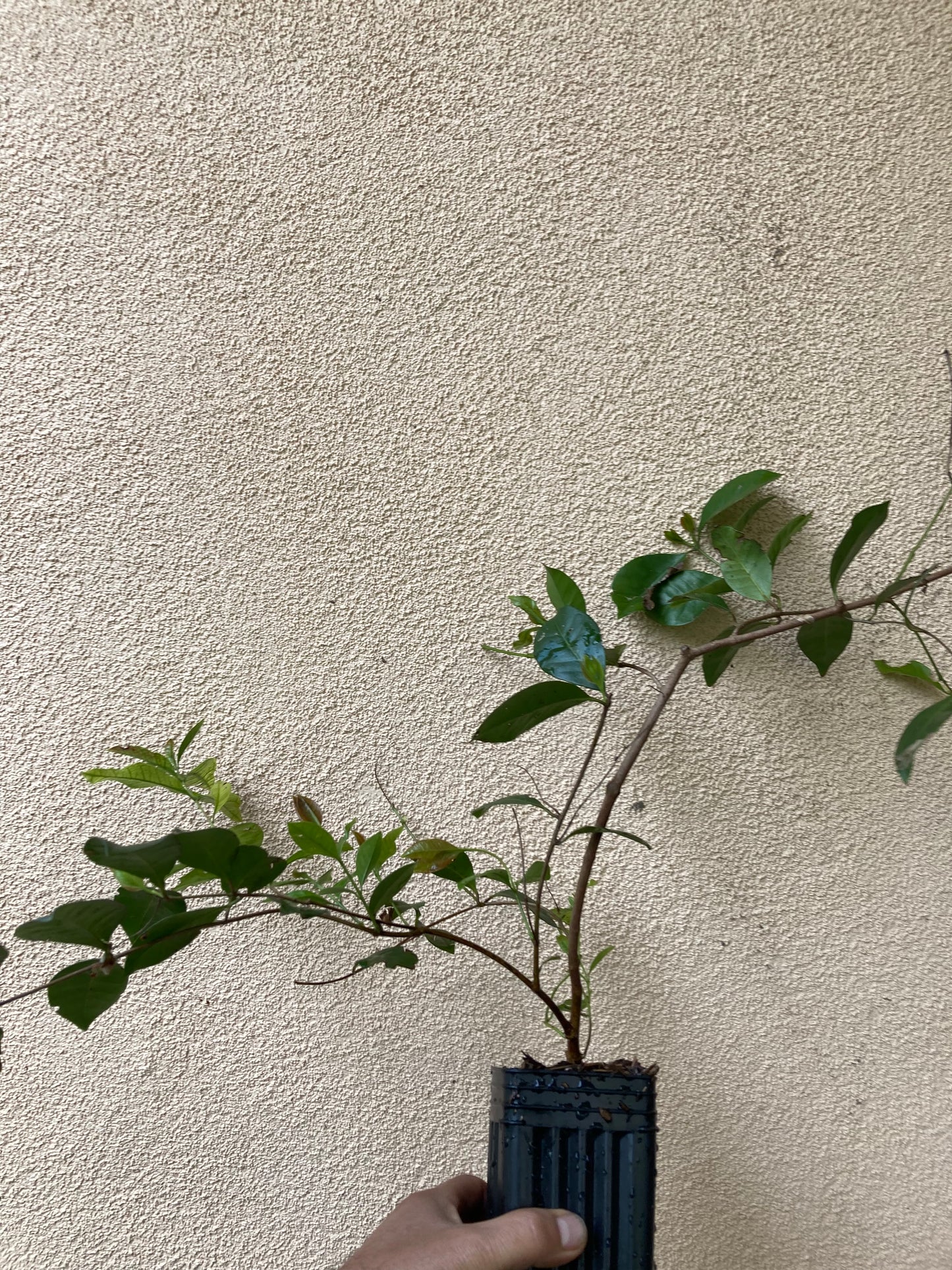 Psidium cattleyanum, Strawberry Guava, Cherry Guava, Cattley guava Live Plant