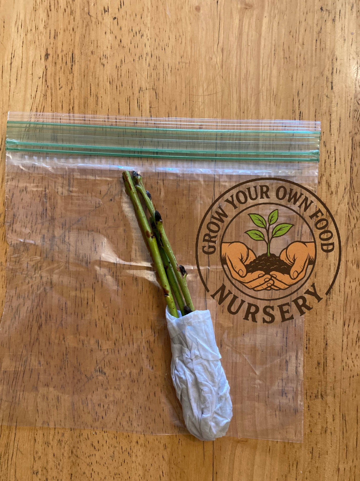 3 Burgundy Plum Tree Scions, Cuttings, Scionwood