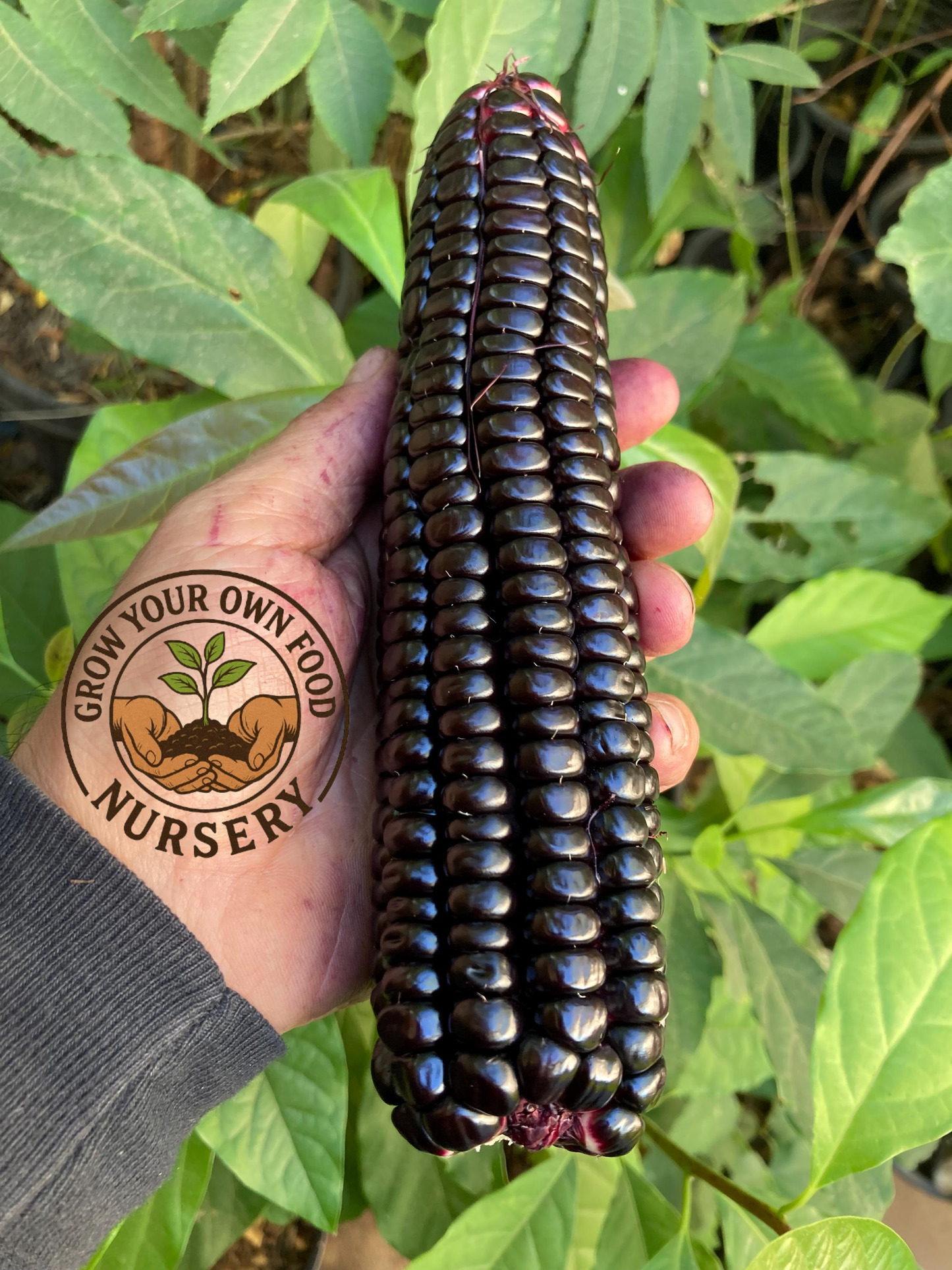Peruvian Heirloom Purple Corn Maiz Morado Non GMO Seeds for Planting
