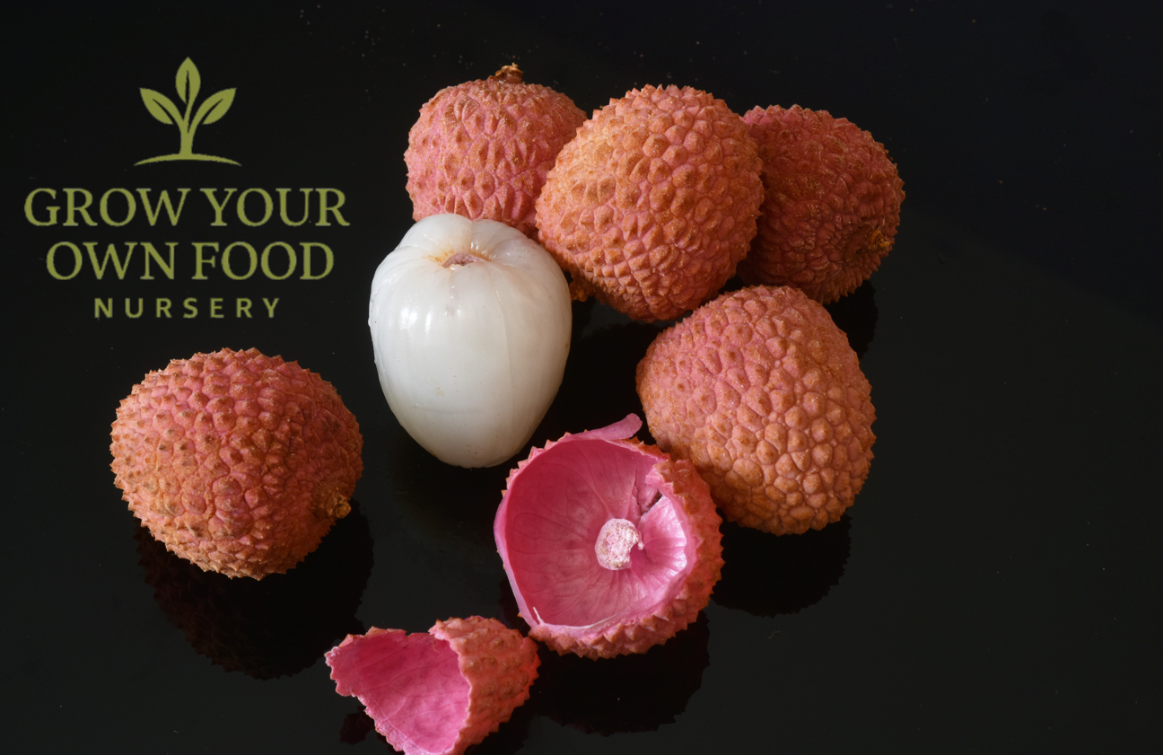 Lychee, Litchi, Lichi Seedling 1-2 feet Tall Live Starter Plant