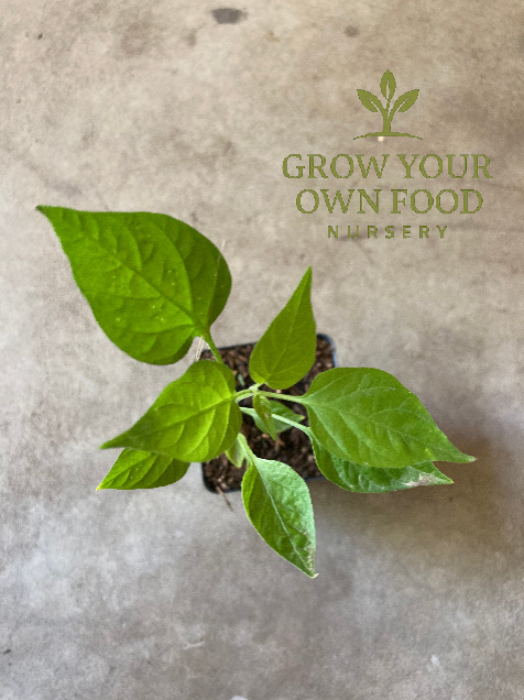 Chiltepin (chile tepin) Heriloom Non GMO Hot Pepper Live Starter Plant