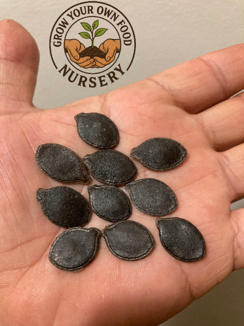 Cucurbita Ficifolia (Semillas de Chilacayote), Alcayota Squash Heirloom Seeds