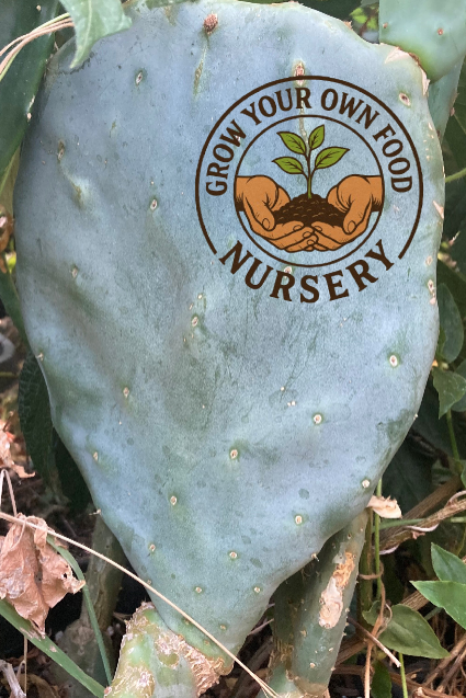 grow your own prickly pear cactus Cold Hardy Opuntia Robusta Pad (Purple Tuna Prickly Pear)(cutting)