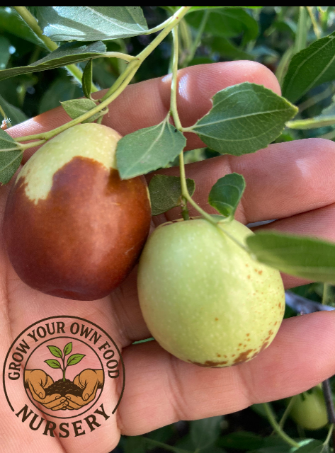 3 Coco Jujube Scionwood Scion Wood Cutting