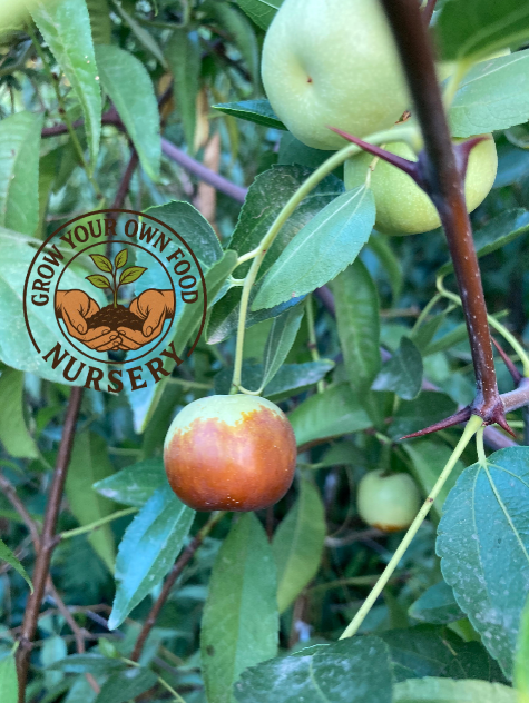 3 Chico Jujube Scionwood Scion Wood Cutting