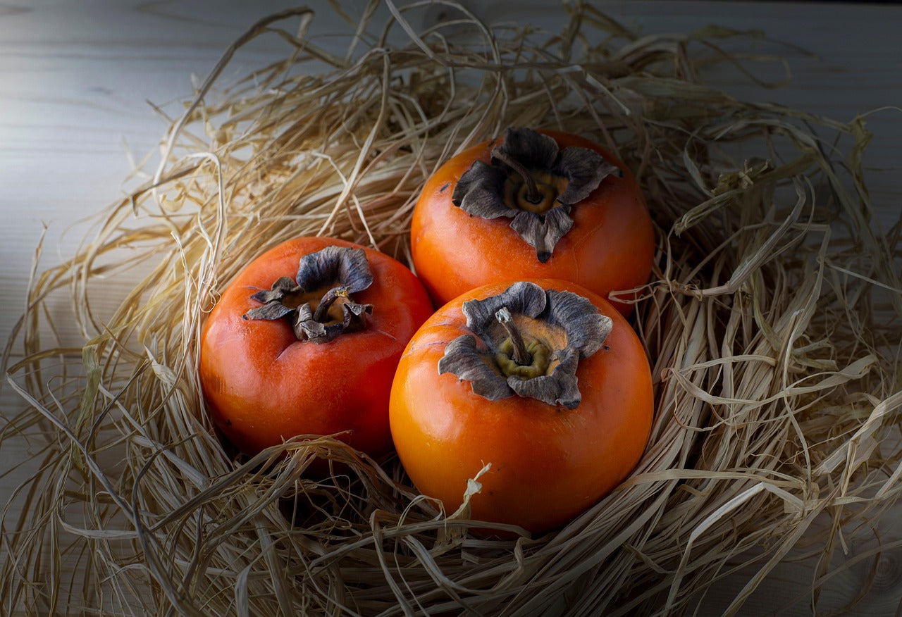 3 Fuyu Jiro Persimmon Scions, Cutting, Scionwood