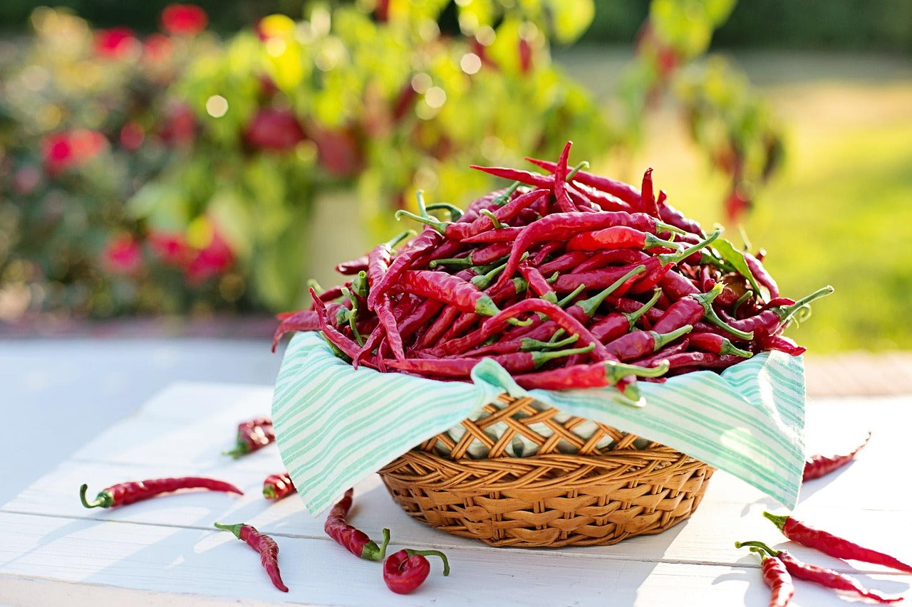 Thai Pepper Prolific Thai Chile Bird's Eye Hot Pepper 50 Non GMO Seeds