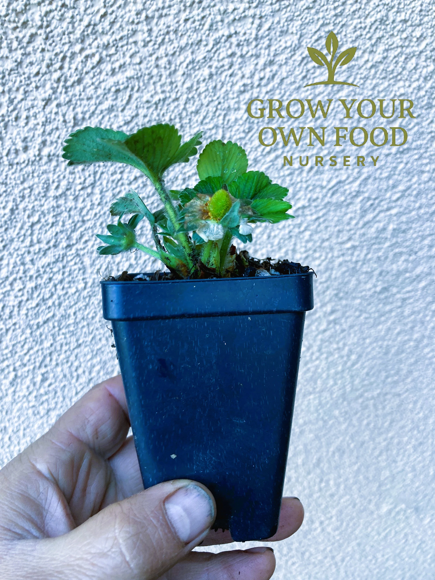 Eversweet Everbearing Strawberry Live Starter Plant