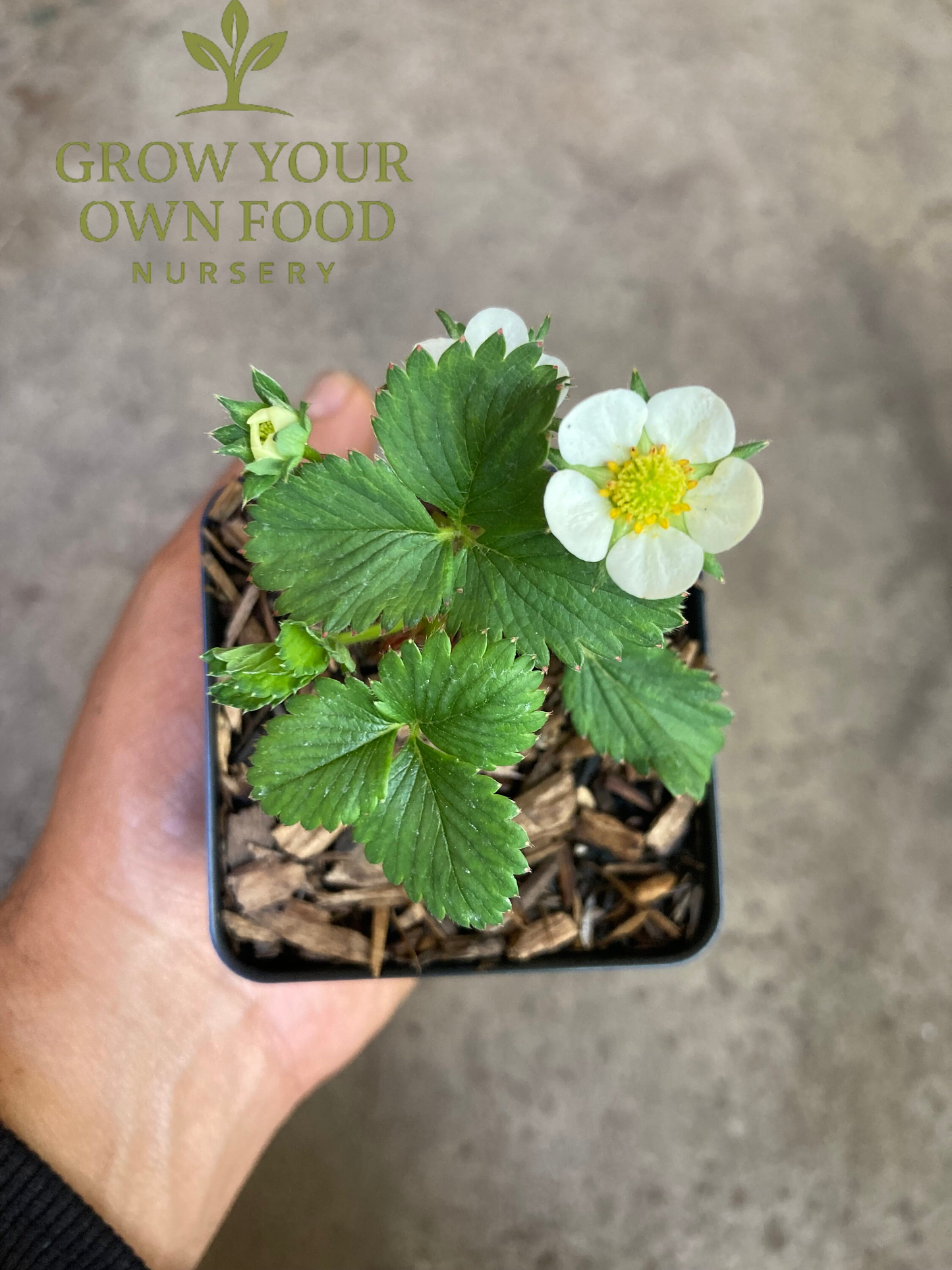 Seascape Everbearing Strawberry Live Starter Plant