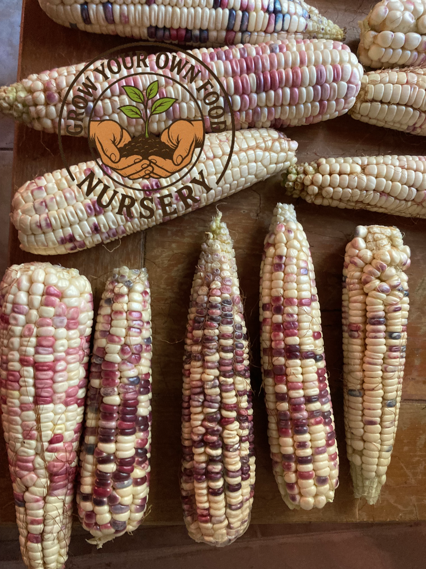 Open Pollinated,Heirloom Corn, Semilla de Elote de Maiz Pinto Mexicano Precoz 50 Non GMO Seeds