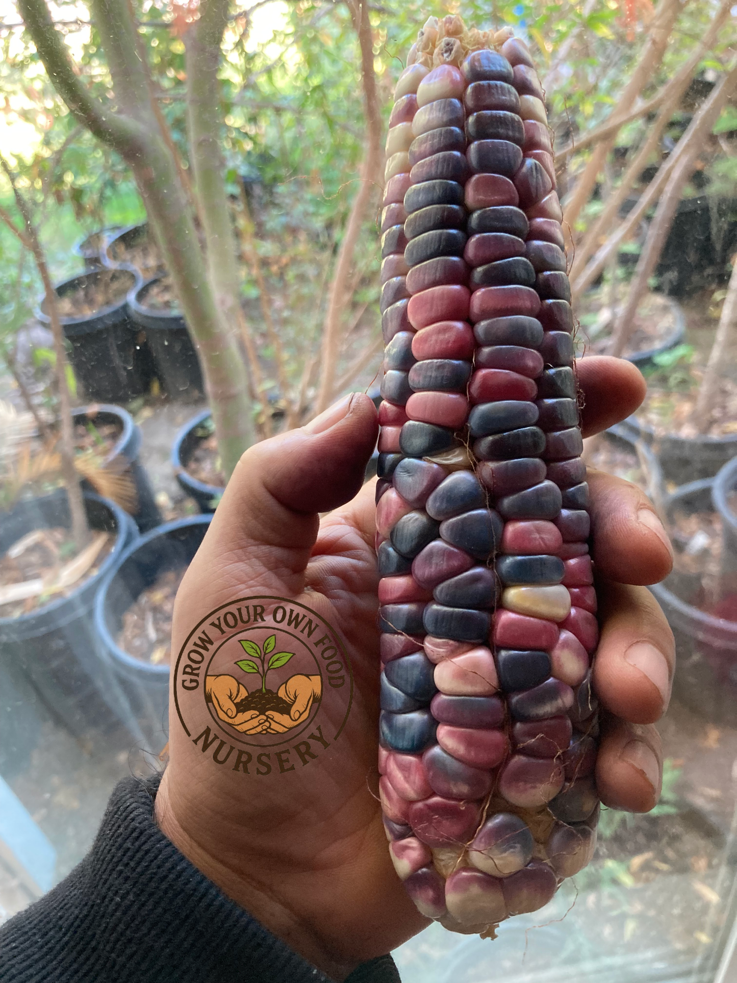 Open Pollinated,Heirloom Hominy Corn, Semilla de Elote Pozolero 50 Non GMO Seeds