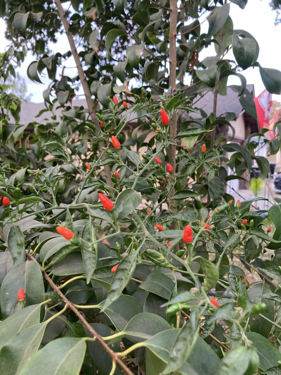 Heirloom Pequin (piquin) Chili Pepper Non GMO Live Plant