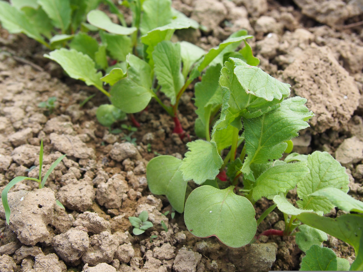 100 Champion Non GMO Radish Seeds
