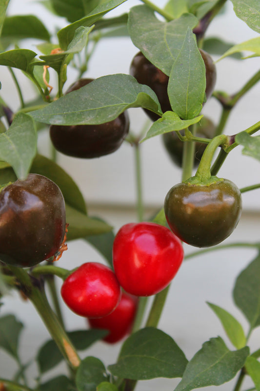 Super Rare Collectors Item: Besler's Cherry Pepper Live Starter Plant