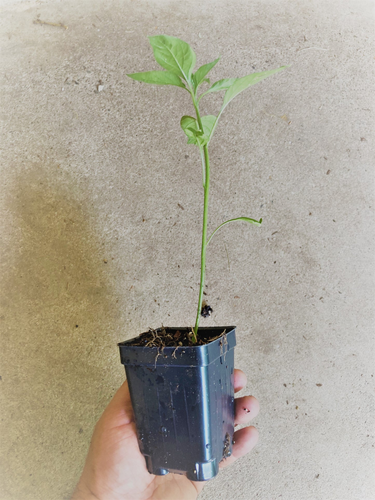 Hot Cayenne Pepper in 3.5" Pot