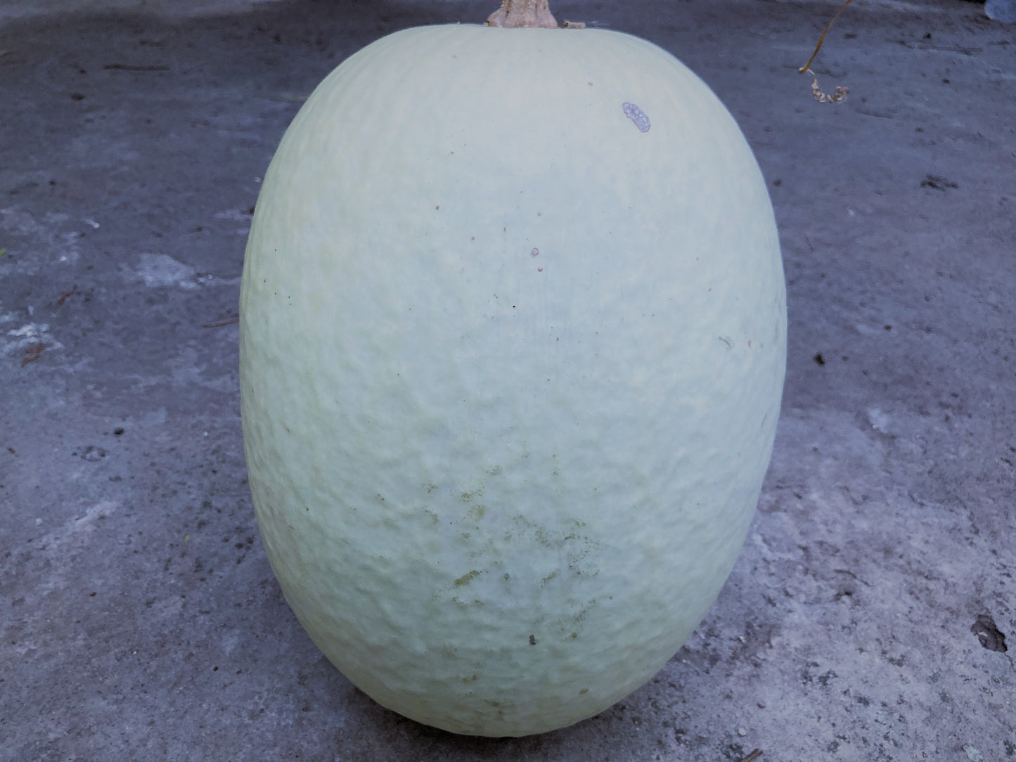 White Figleaf Gourd (Cucurbita Ficifolia)(Chilacayote), Alcayota Squash Heirloom Seeds