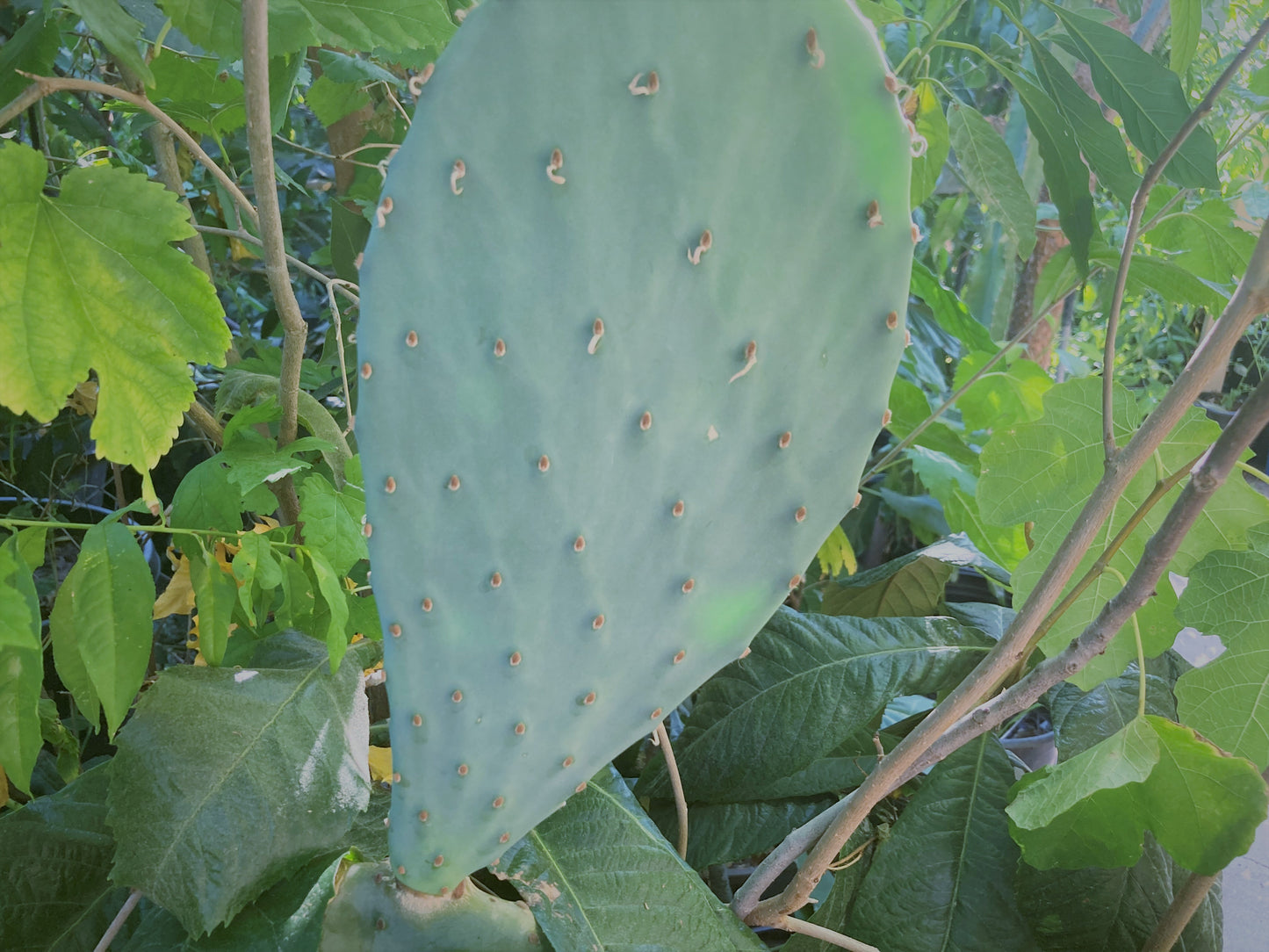 Cold Hardy Opuntia engelmannii (Texas Prickly Pear) (Red Tuna Pricky Pear) Pad (Cutting)