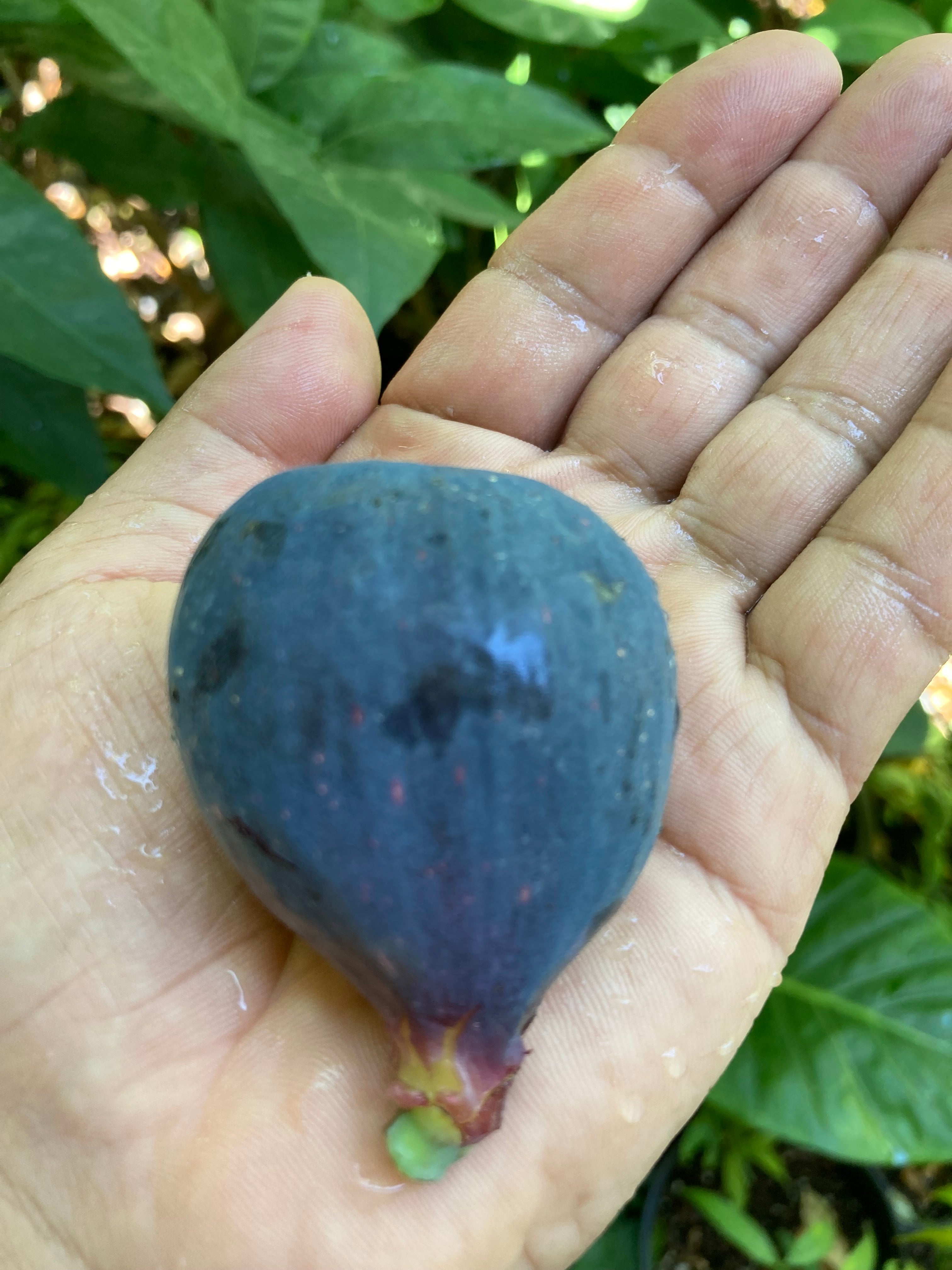 Black Mission Fig Tree Scion Cutting Scionwood black-mission-fig-tree-scion-cutting-scionwood