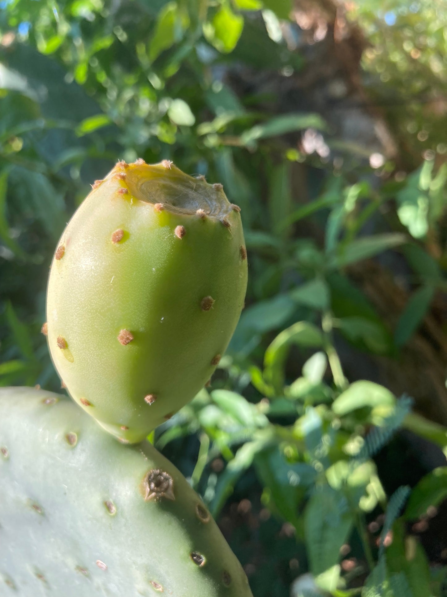 Cold Hardy Spineless Opuntia Green Tuna Prickly Pear Fruit Pad (cutting)