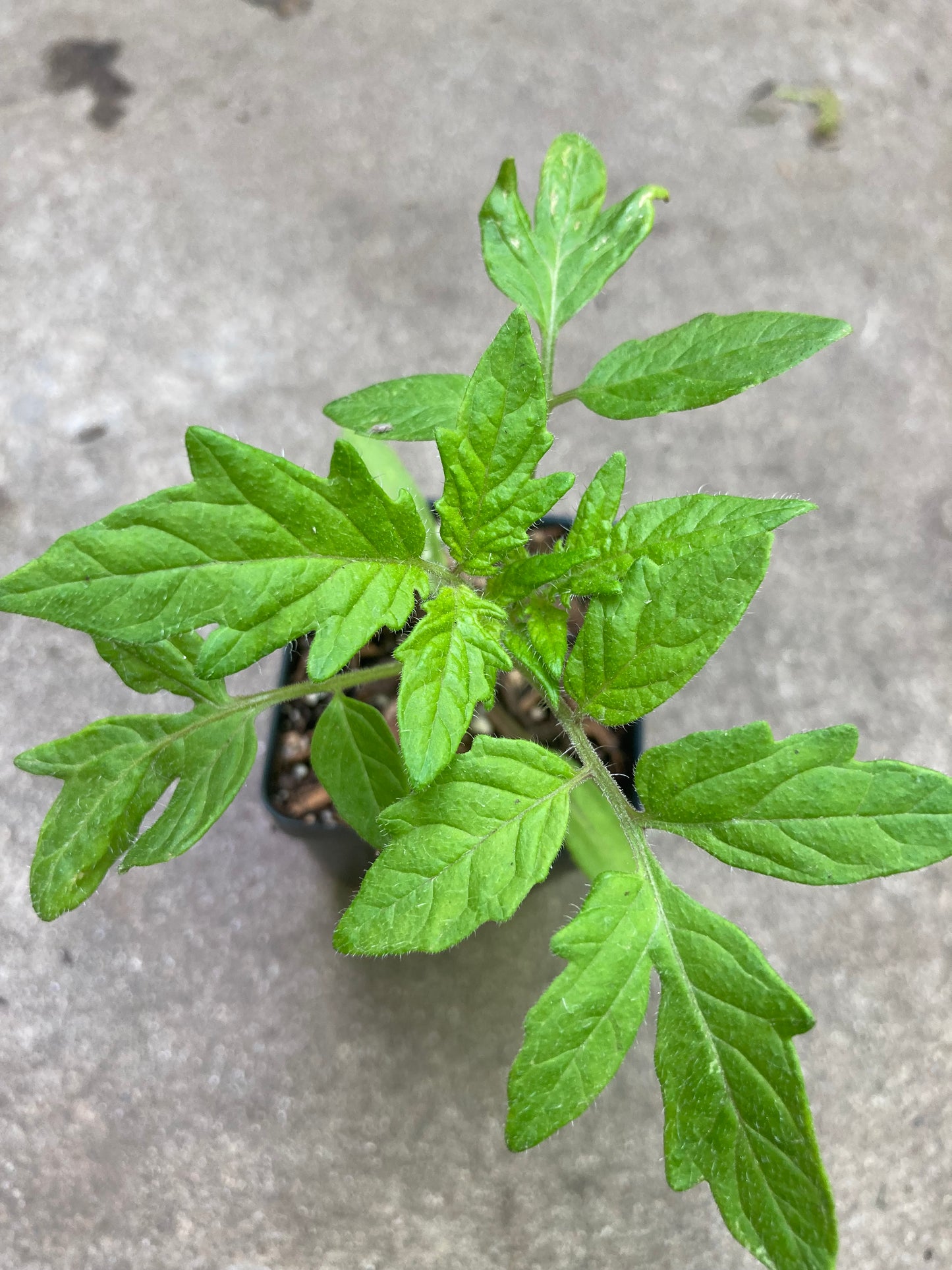 Beefsteak Open Pollinated Heirloom Tomato Live Plant
