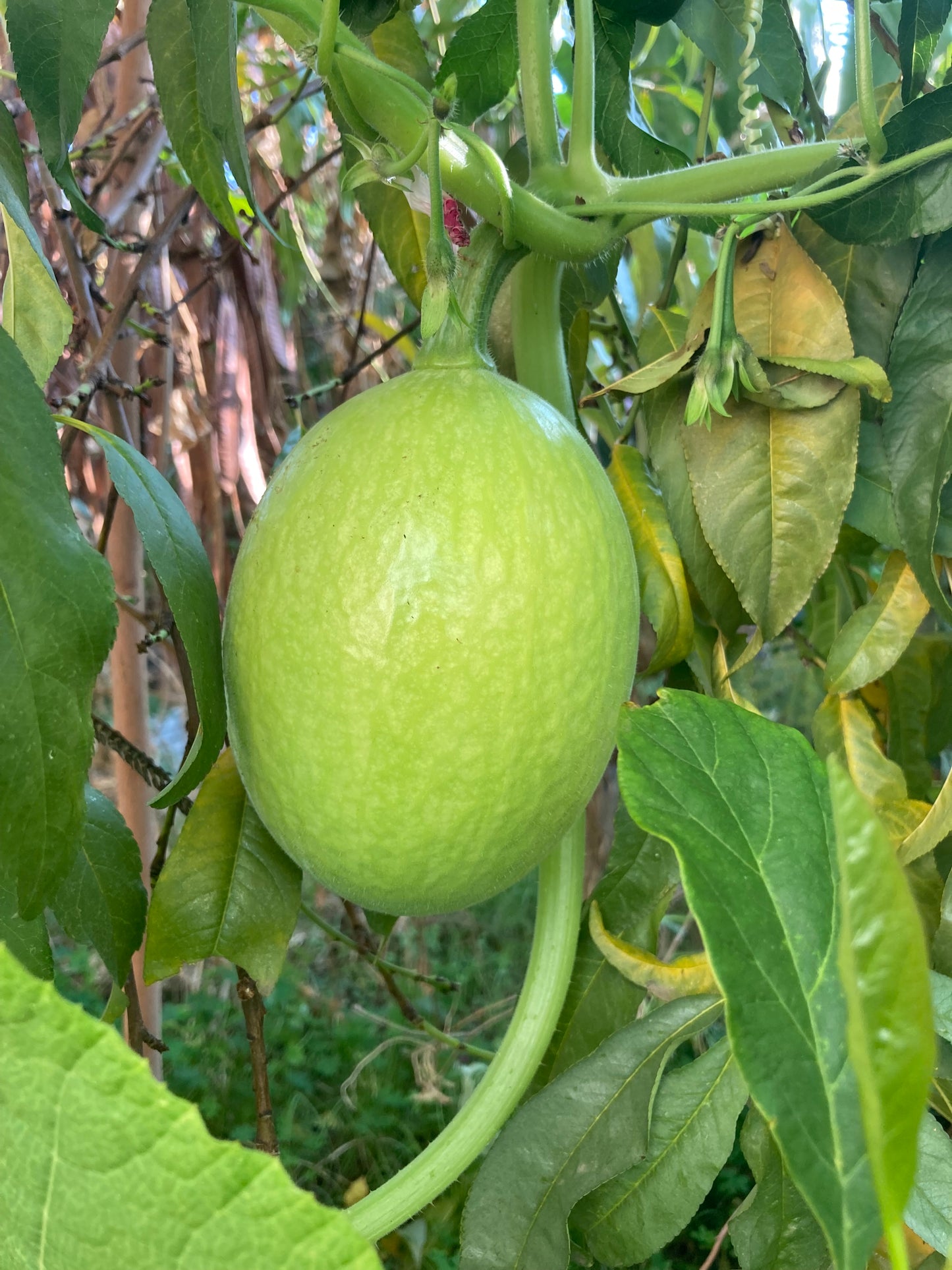 Green Figleaf Gourd (Cucurbita Ficifolia) (Chilacayote), Alcayota Squash Heirloom Seeds