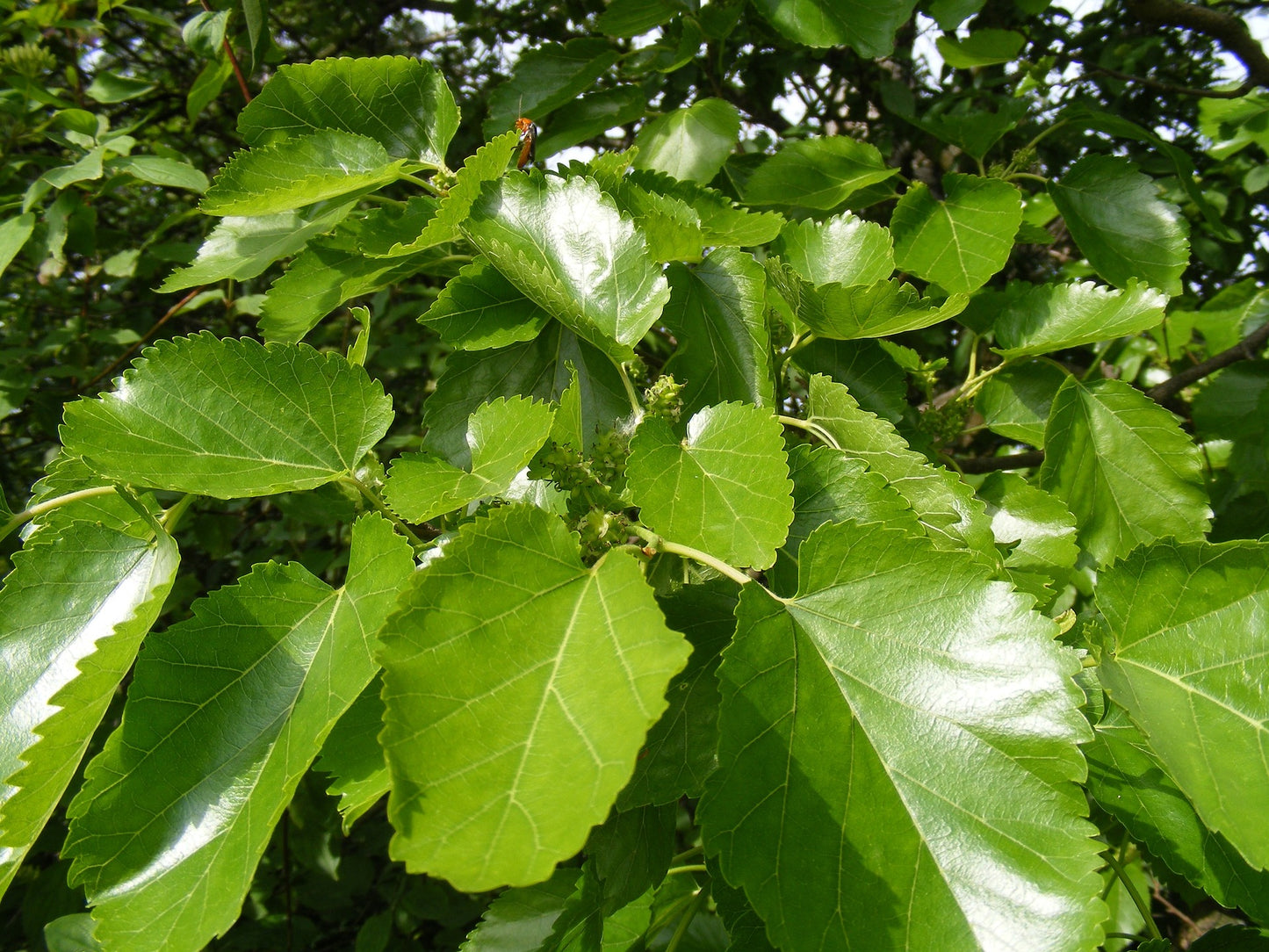 White Mulberry (Purple Fruit) Morus Alba Live Plant Bare Root