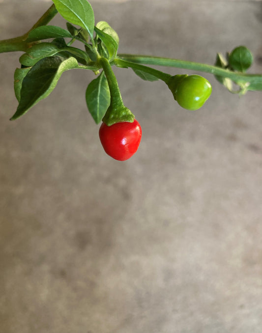 Chiltepin (chile tepin) Heriloom Non GMO Hot Pepper Live Starter Heirloom Plant