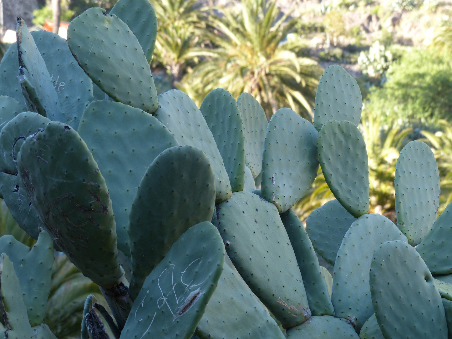 Cold Hardy Spineless Opuntia Green Tuna Prickly Pear Fruit Pad (cutting)