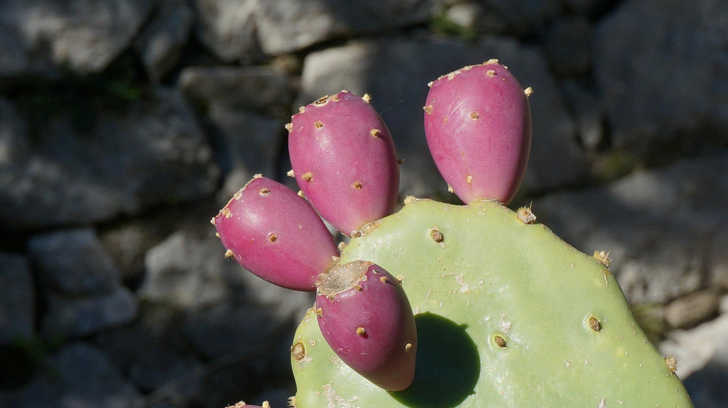 Cold Hardy Opuntia engelmannii (Texas Prickly Pear) (Red Tuna Pricky Pear) Pad (Cutting)