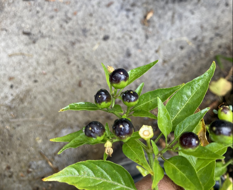 🌶️ Chiltepin Pepper: The Mother of All Peppers
