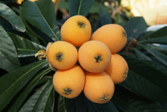 🌿 How to Organically Grow Loquat Tree Seedlings: A Low-Care, High-Reward Fruit Tree