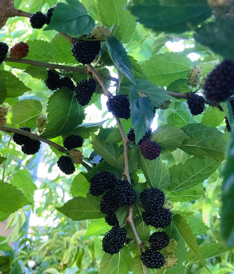The Everbearing Mulberry Tree: Your Year-Round Harvesting Companion