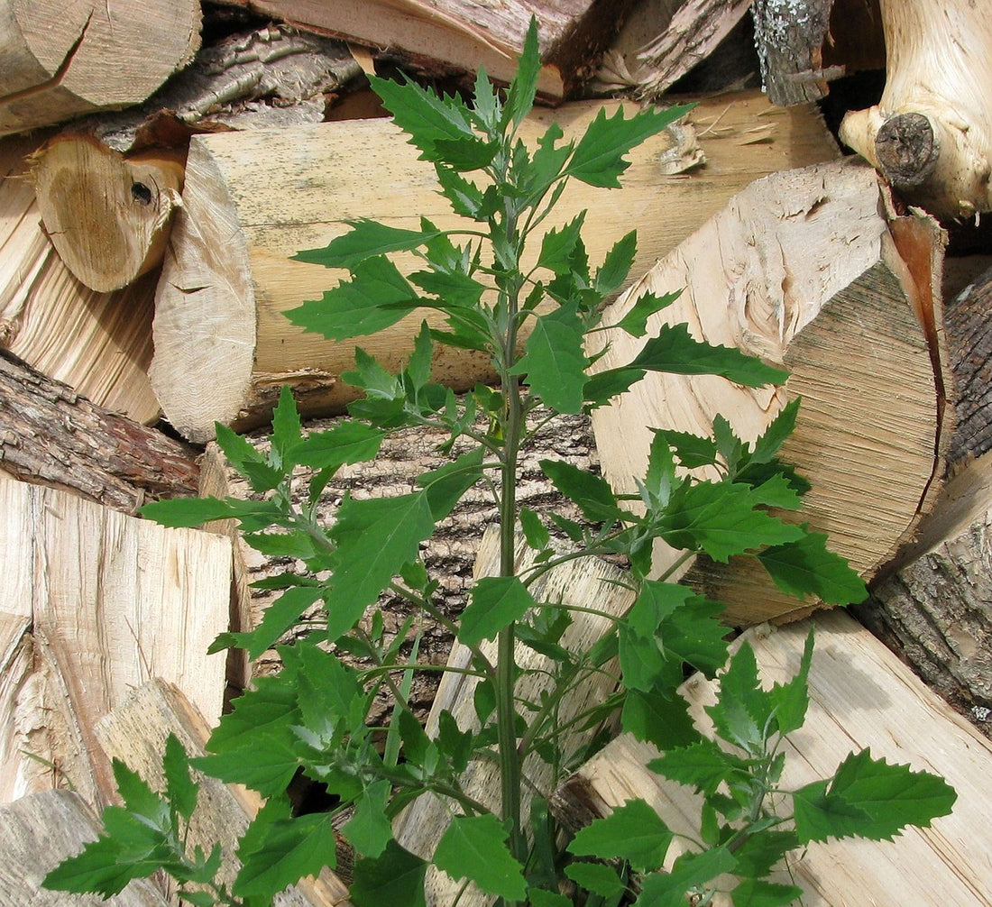 The Incredible Benefits of White Goosefoot Plant (Lamb's Quarters)
