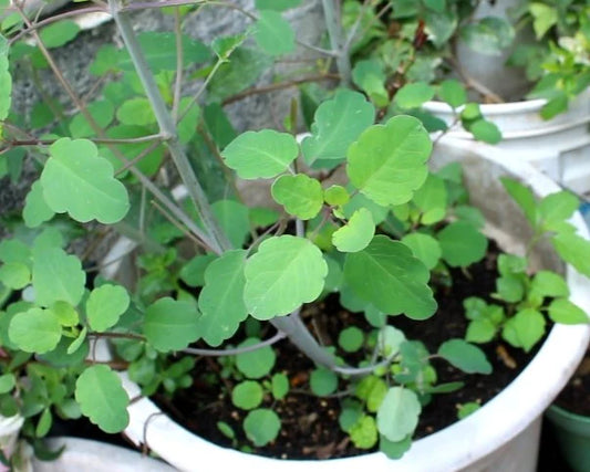 Bolivian Coriander (Papalo): A Unique Addition to Your Garden and Culinary Delights