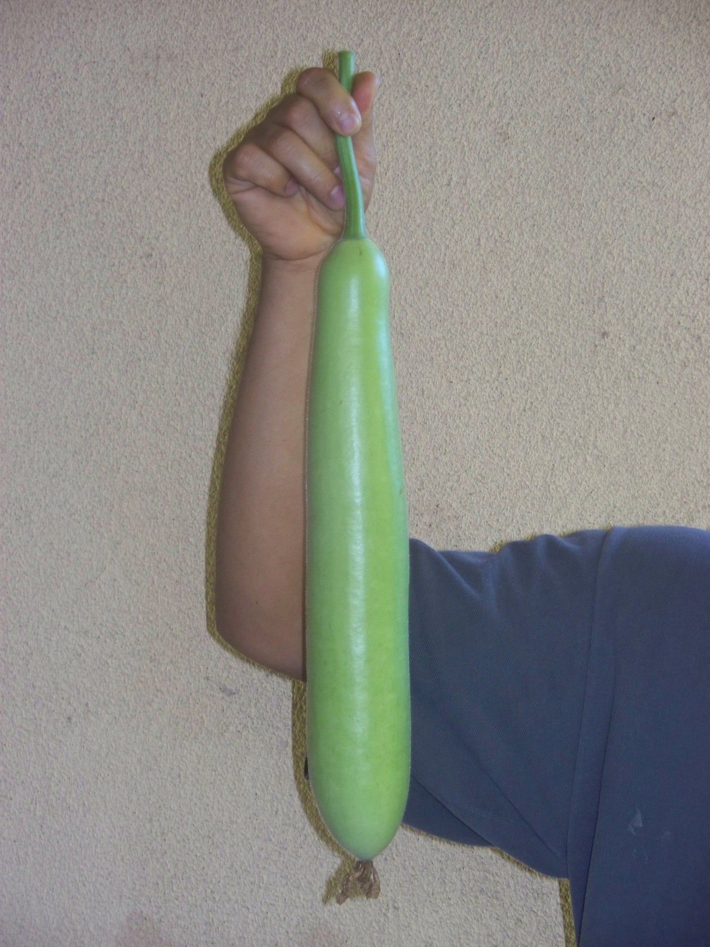 Opo Long Squash India Lauki Long bottle gourd Non GMO Open Pollinated Seeds