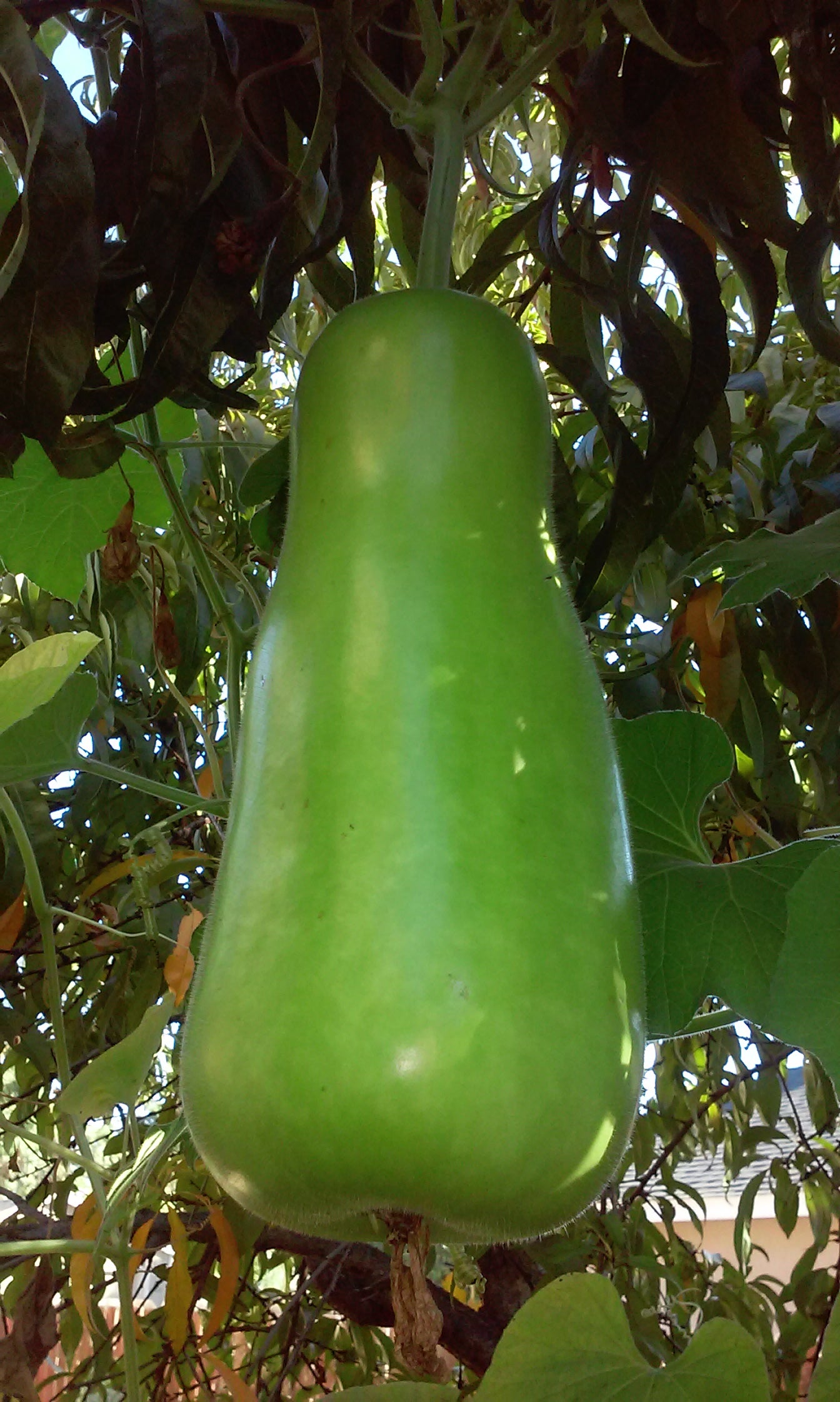 Opo Short Squash Lauki Short bottle gourd Non GMO Open Pollinated Seeds