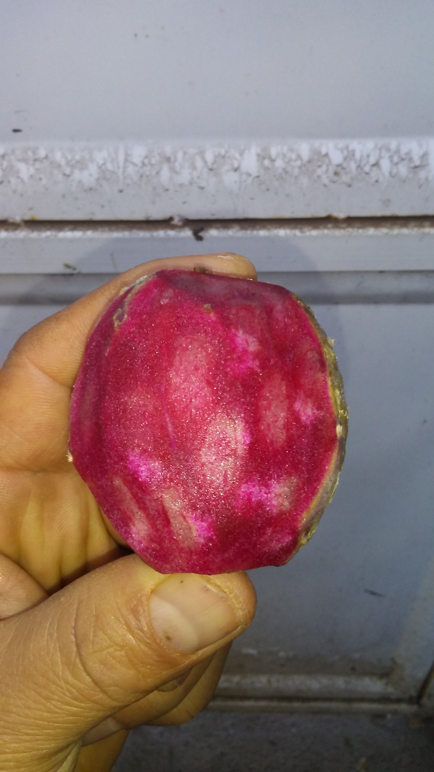 Super Rare Opuntia Xoconostle, Opuntia Matudae Pad (Cutting)Purple Tuna Fruit