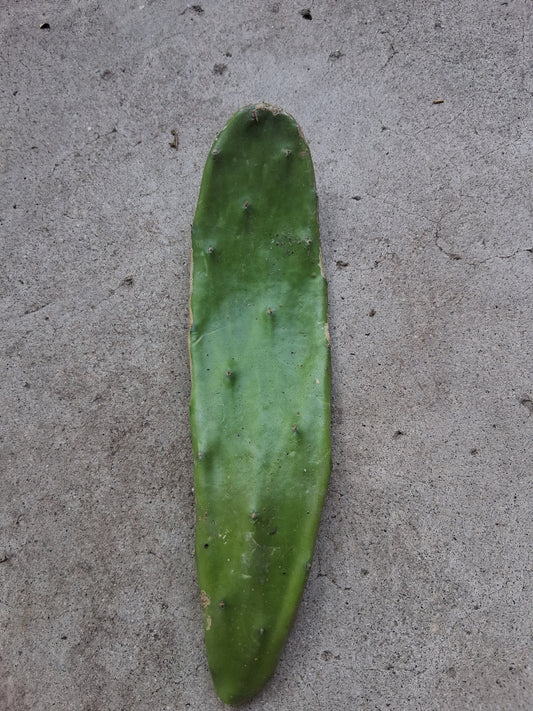 Opuntia Cactus Very prolific for ( Non Acidic Nopales) Pad (cutting)