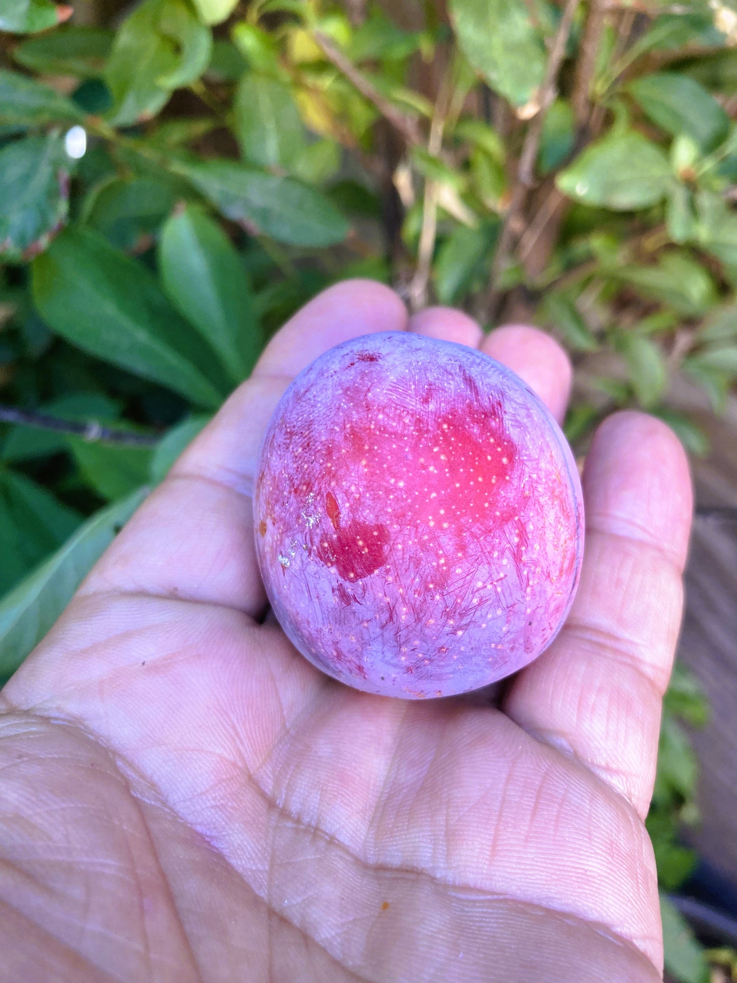 Grafted Late Santa Rosa Plum Tree