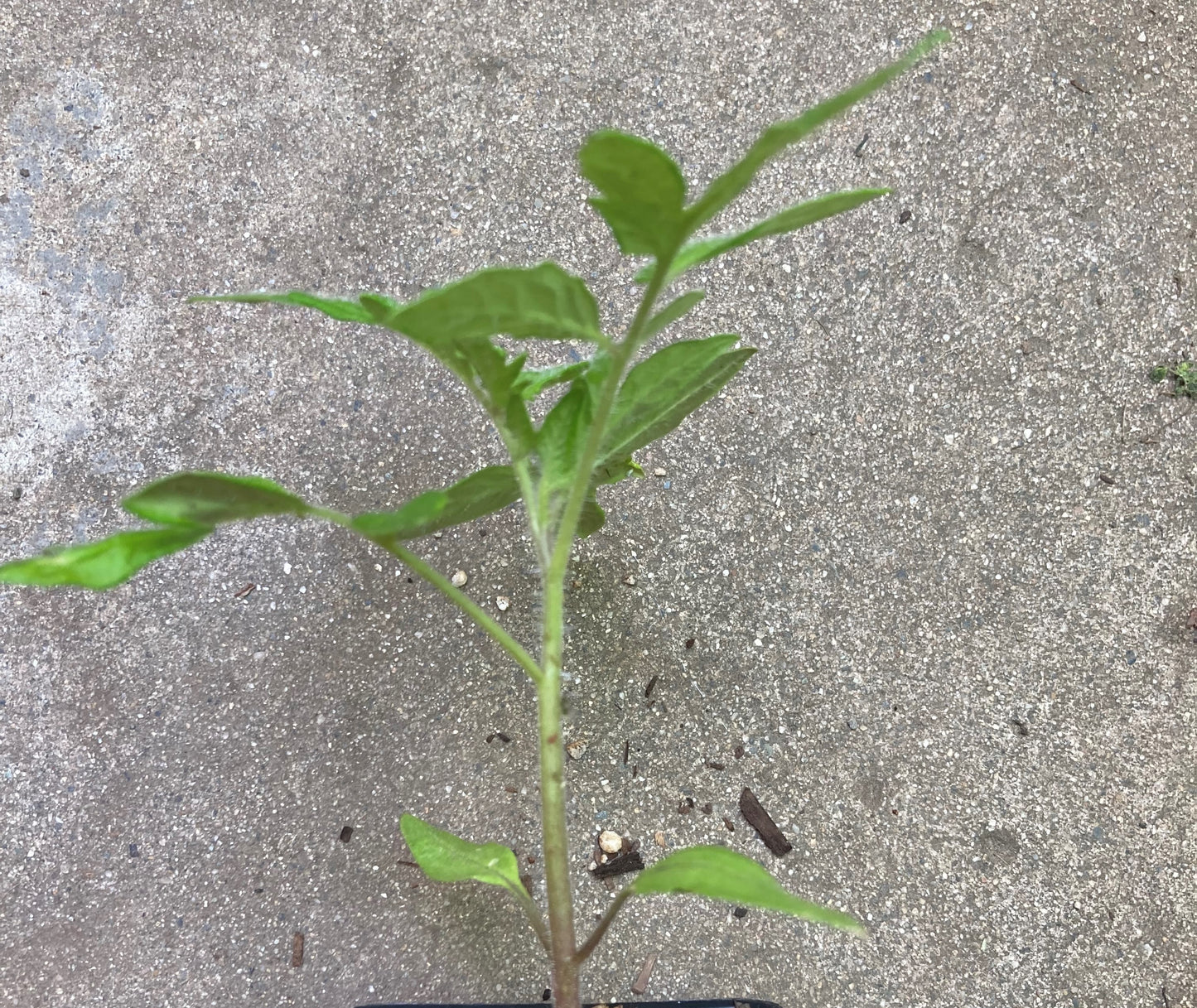 Heirloom Cherokee Purple Tomato Non GMO Live Plant