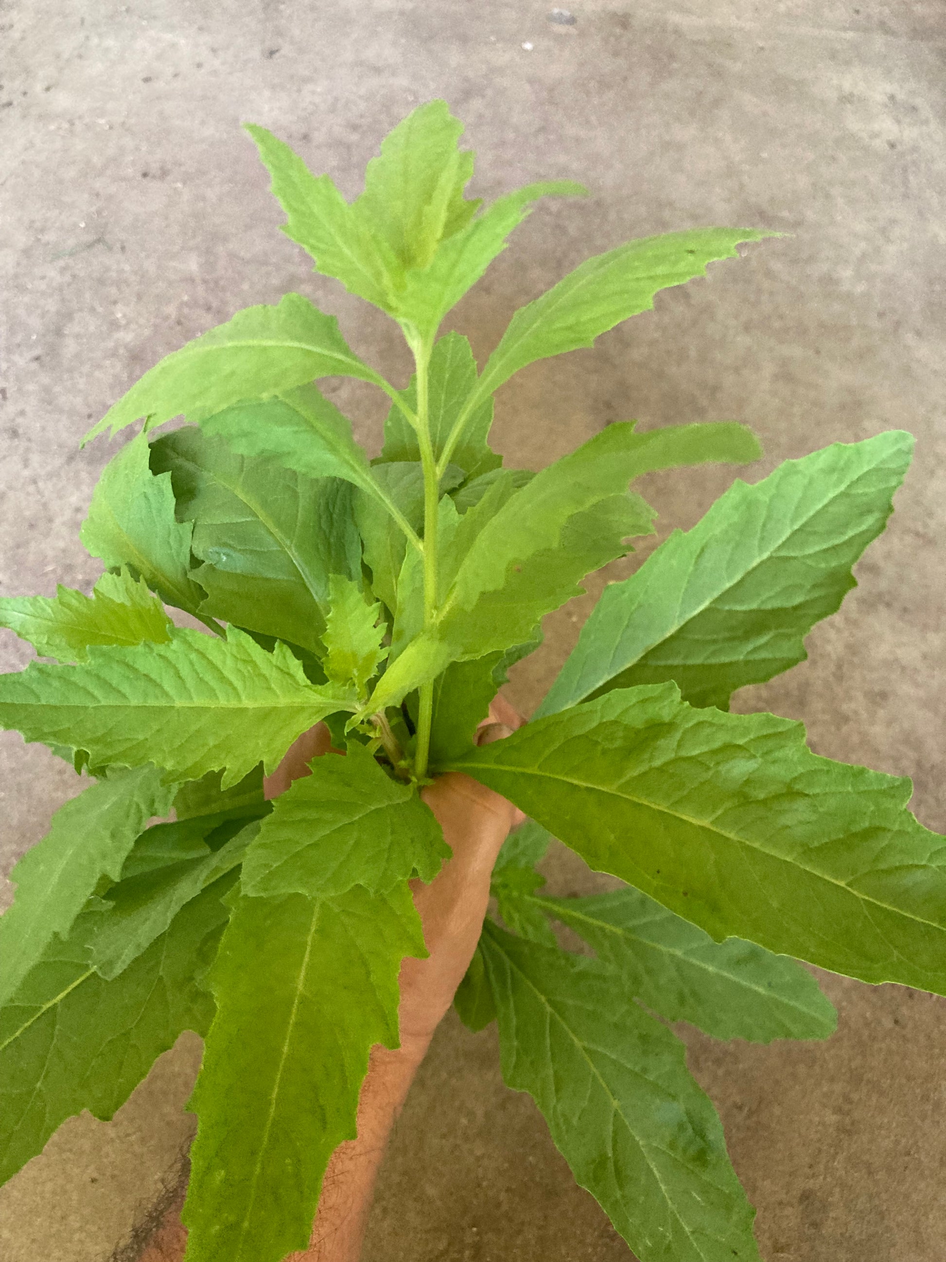 Mexican Tea (Epazote) Herb Non GMO Live Plant