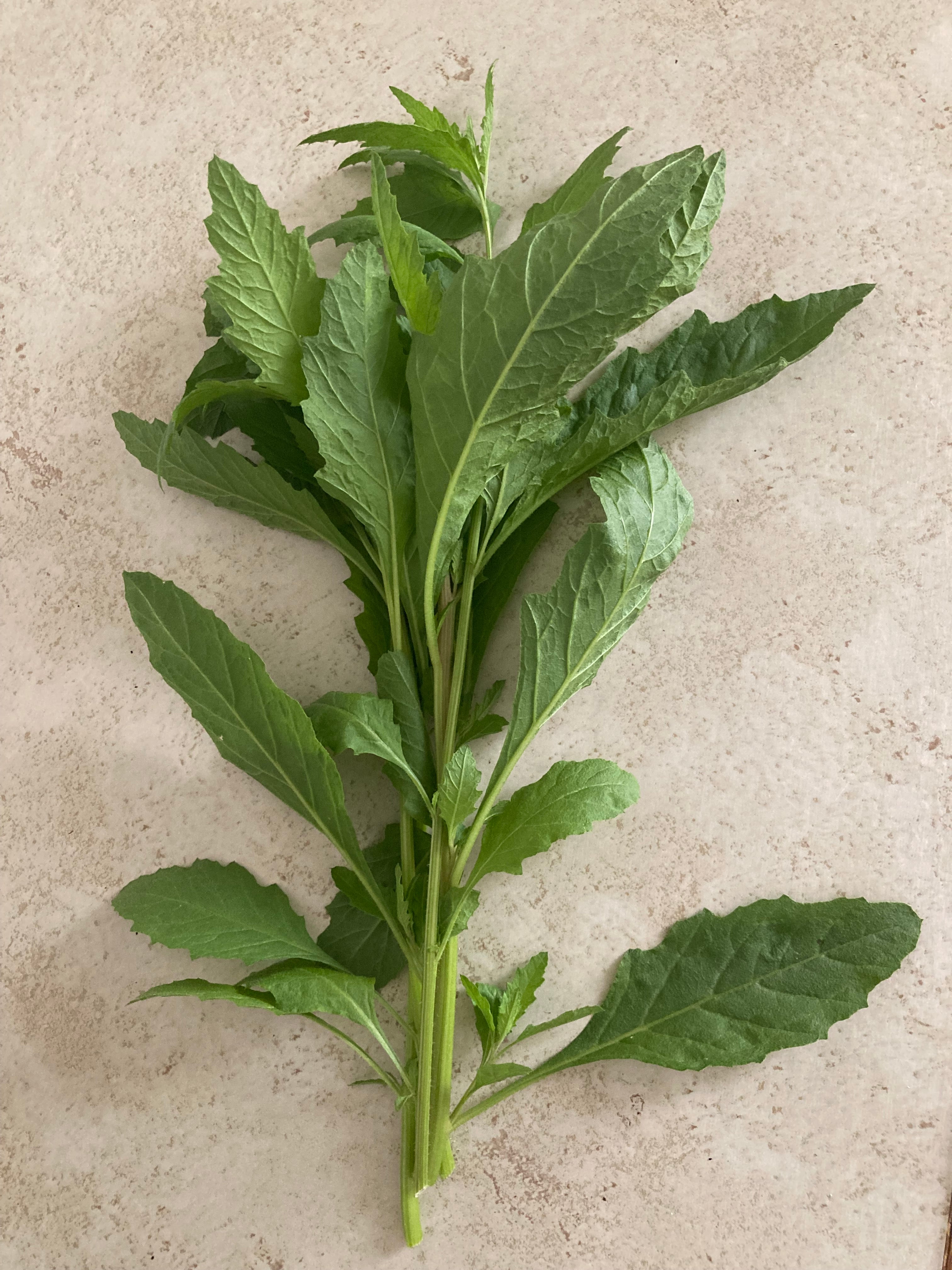 Mexican Tea (Epazote) Herb Non GMO Live Plant