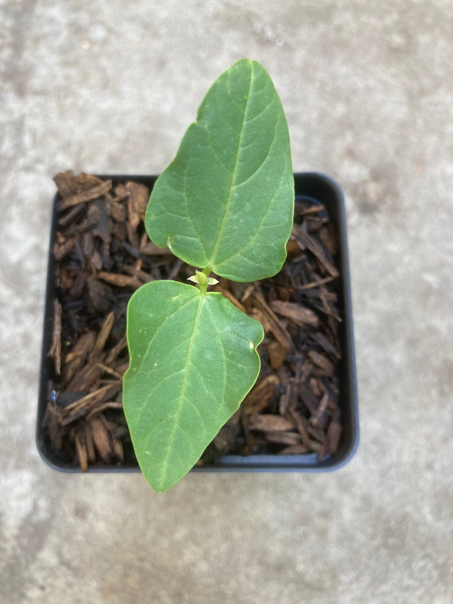 Yard Long Asian Heat-Tolerant Super Rare Non-GMO Bean Live Plant Seedling