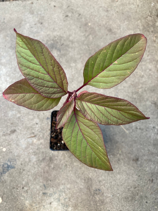 Mayo Indian Amaranth Non GMO Heirloom Live Plant